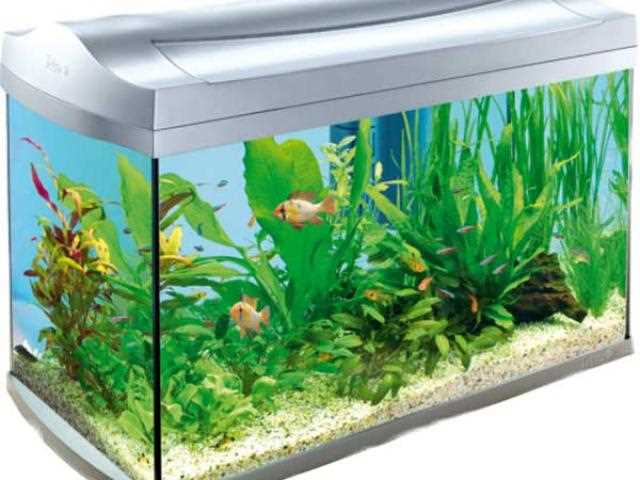Fish Tank Heater Guide